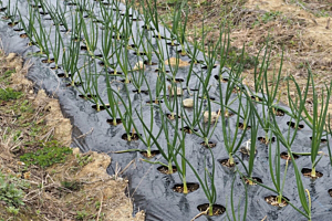 Záhradné fólie a plachty z eshopu MAT-obaly, s.r.o.
