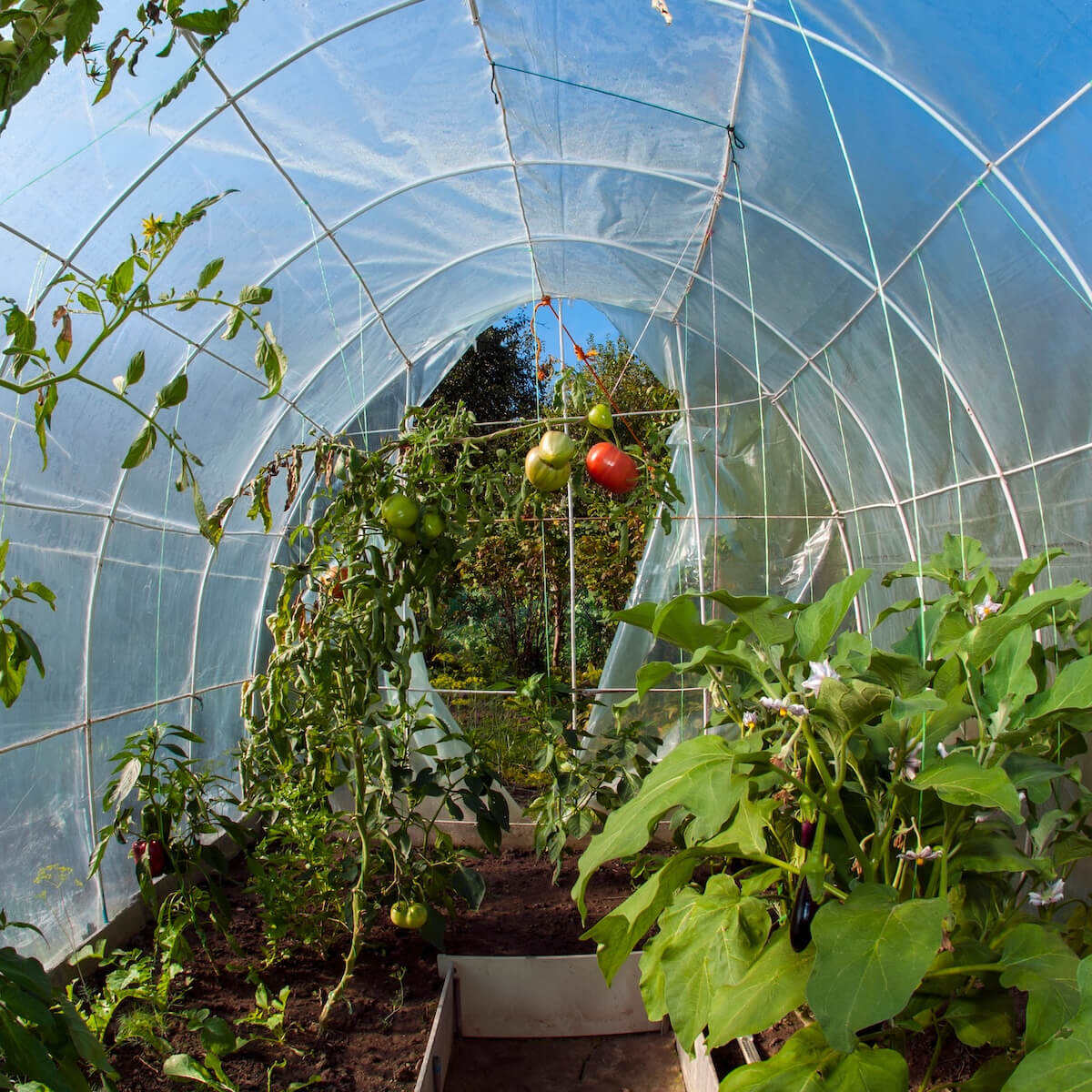 Ako pestovať rastliny vo fóliovníku MAT-obaly