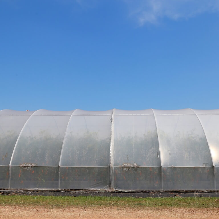 Výhody fóliovníka pri pestovaní rastlín | MAT-obaly
